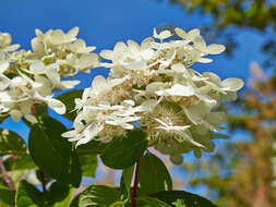 Image of panicled hydrangea