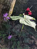 Imagem de Trillium sulcatum T. S. Patrick