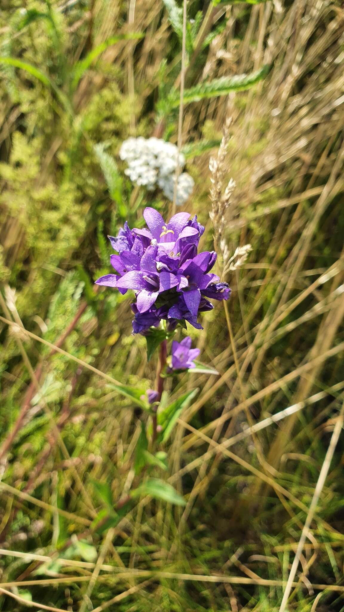 Imagem de Campanula glomerata subsp. farinosa (Rochel ex Besser) Kirschl.