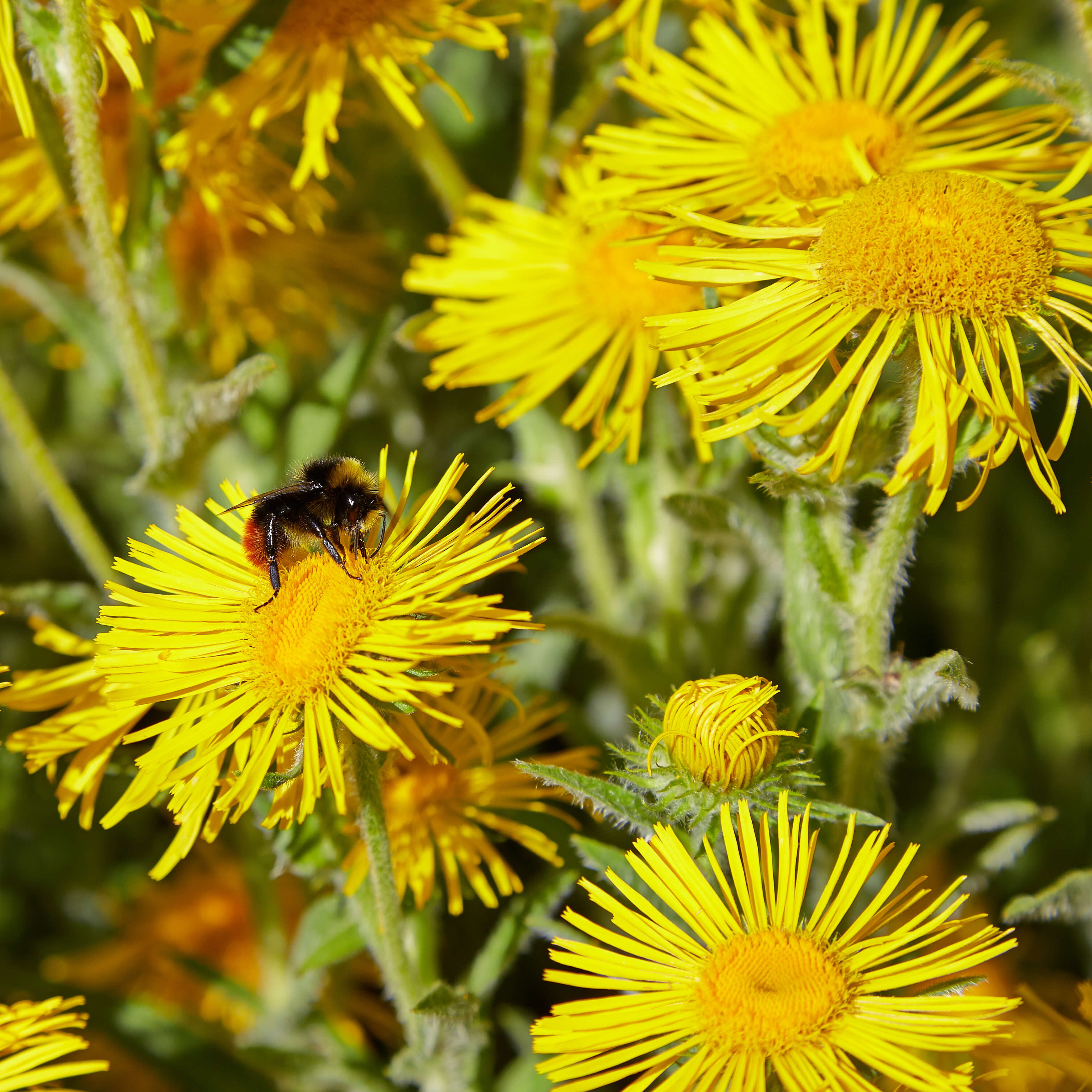 Image of British yellowhead