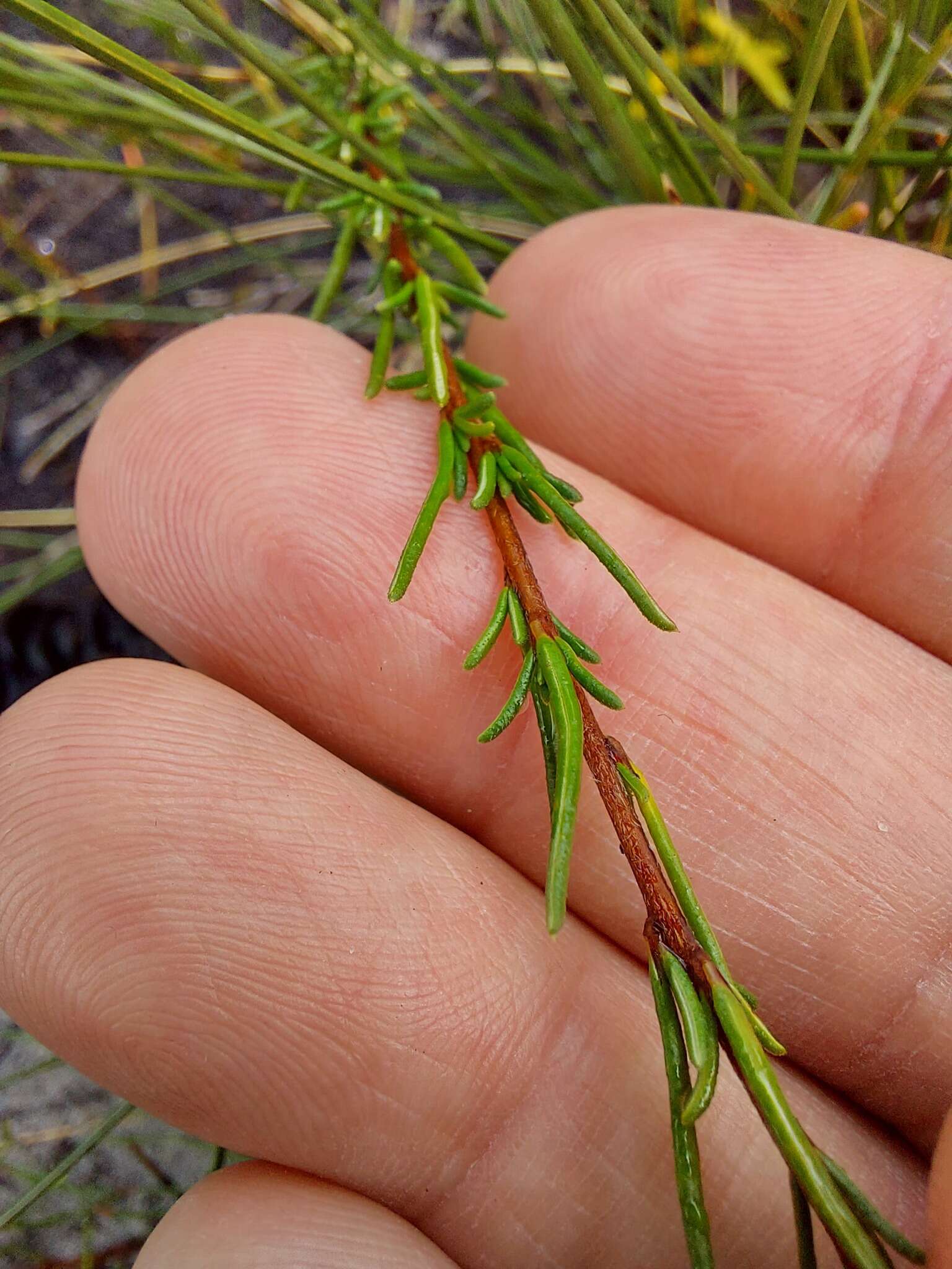 Image of Cryptandra ericoides Sm.