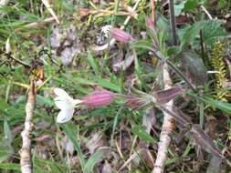 Imagem de Silene latifolia Poir.