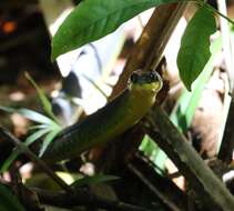 Image de Dendrelaphis punctulatus (Gray 1826)