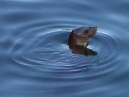 Image of Sea Lion