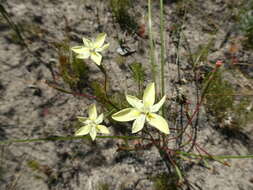 Image of Moraea viscaria (L. fil.) Ker Gawl.