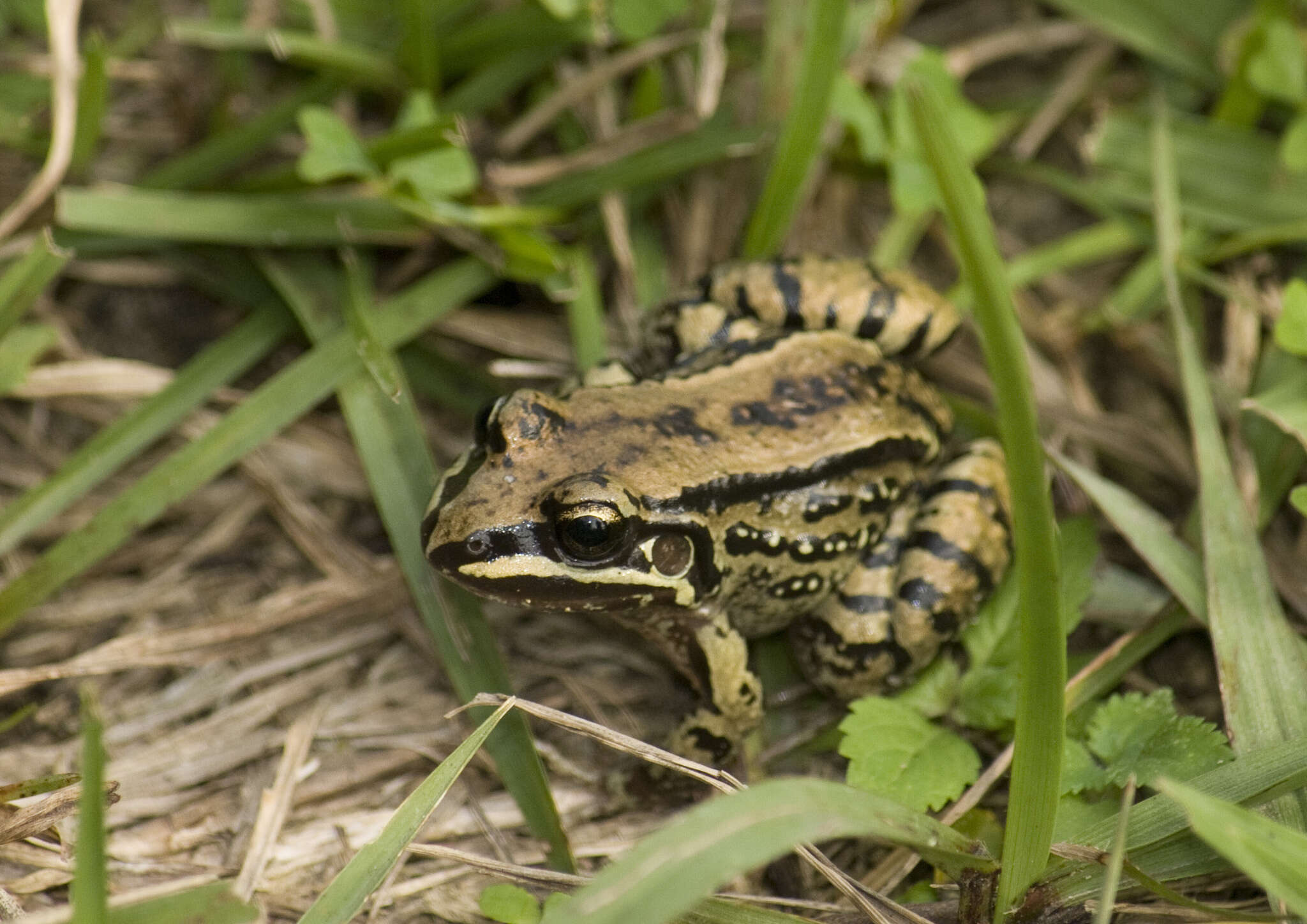 Image of Moustached frog