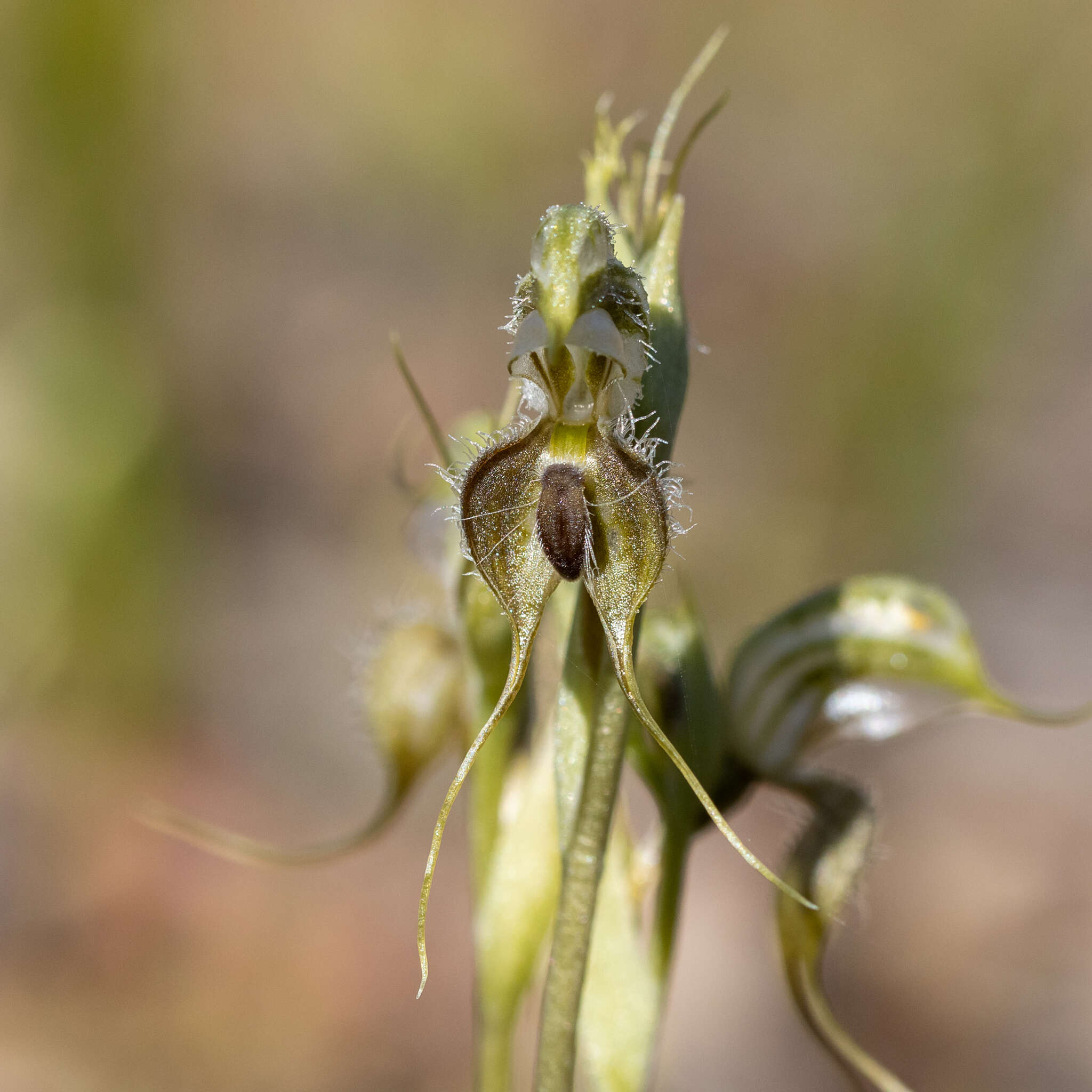 Image of Pterostylis ciliata M. A. Clem. & D. L. Jones