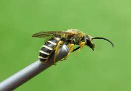 Halictus fulvipes (Klug 1817)的圖片