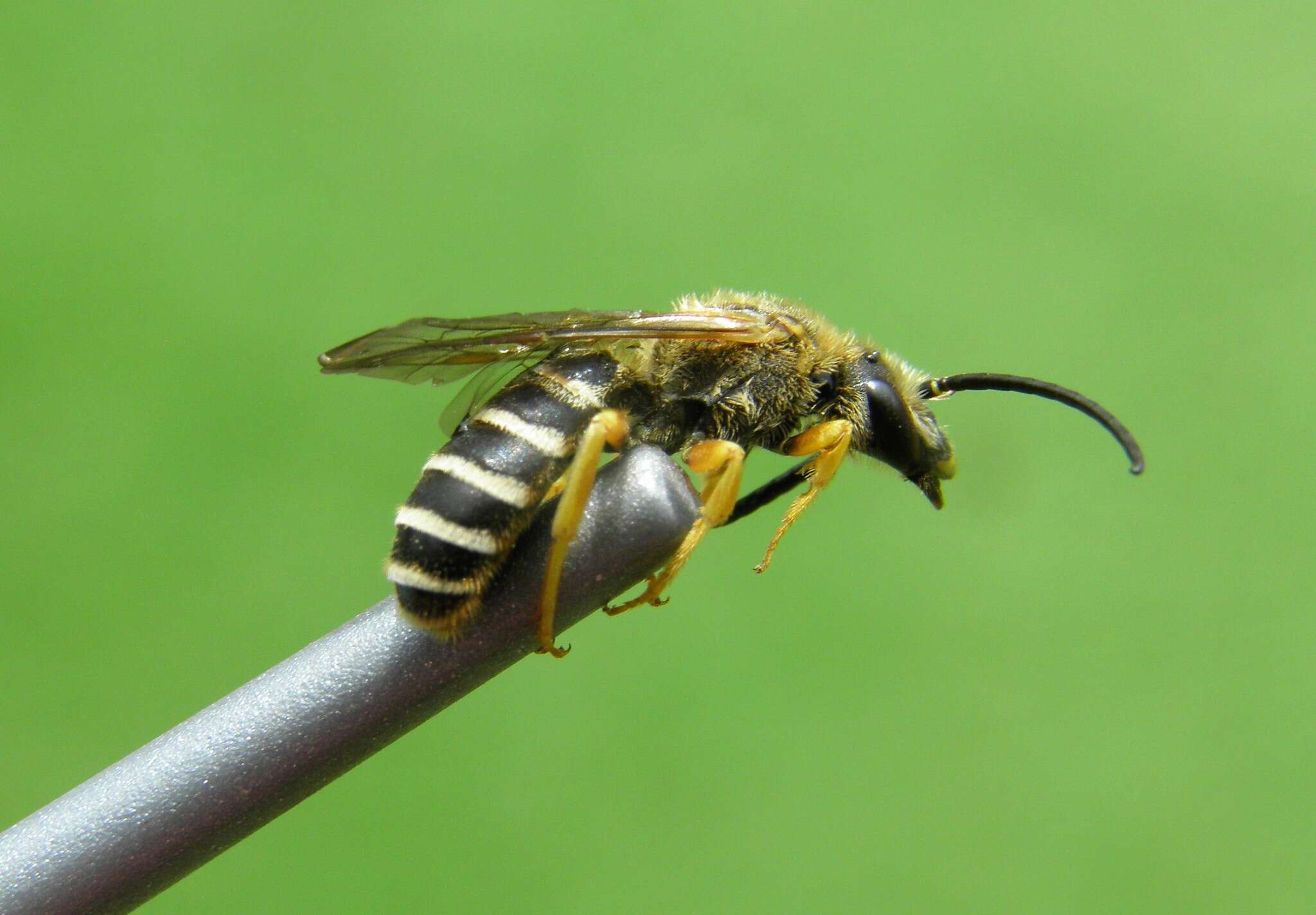 Sivun Halictus fulvipes (Klug 1817) kuva