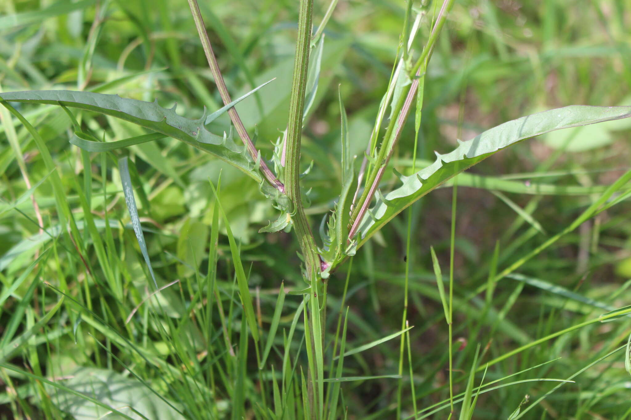 Image of smooth hawksbeard