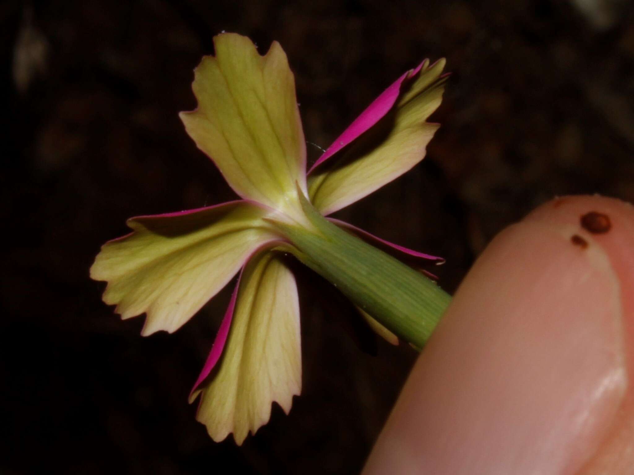 Image of Dianthus diffusus Sm.