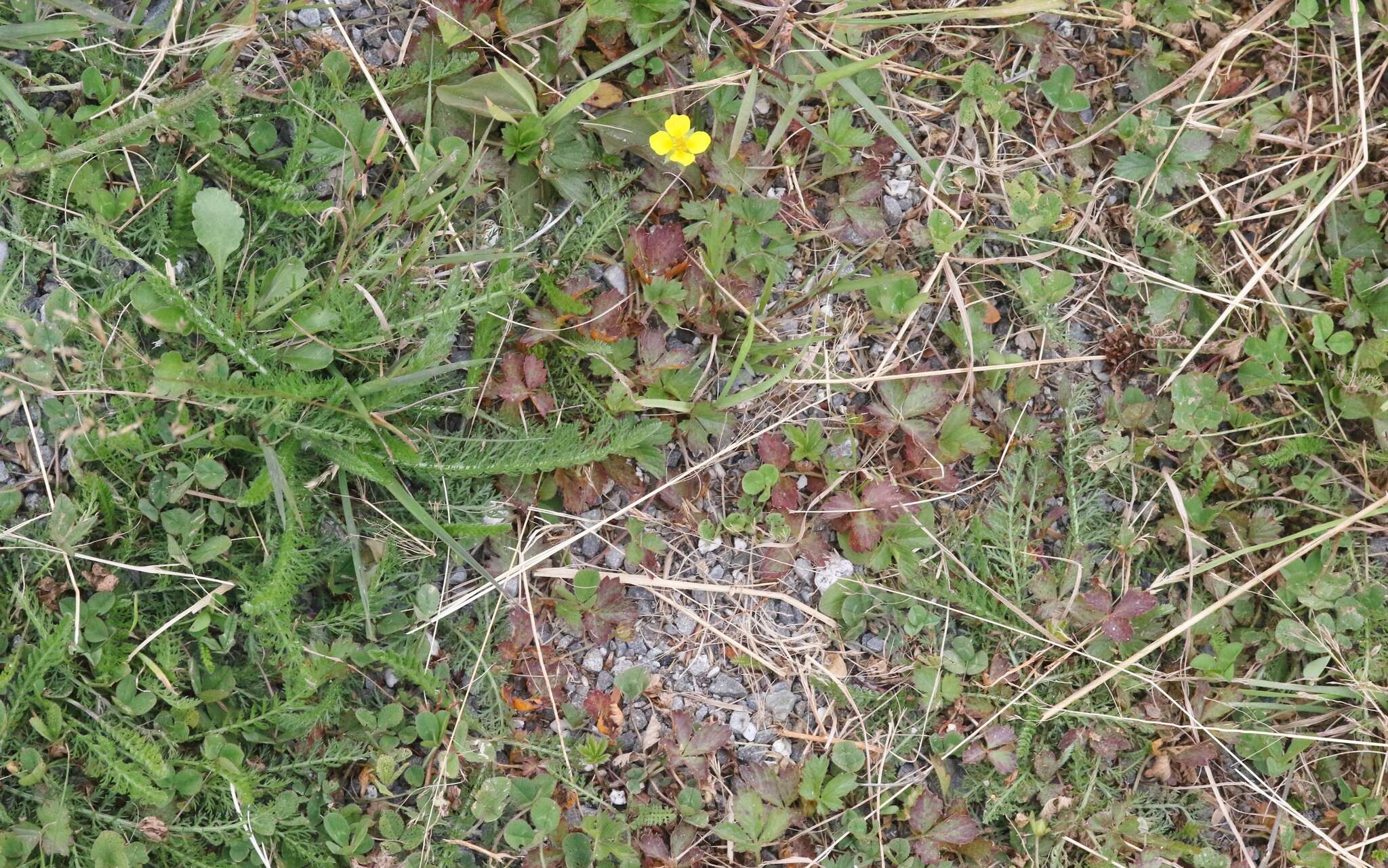 Image of English cinquefoil