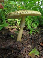 Image of Amanita subjunquillea S. Imai 1933