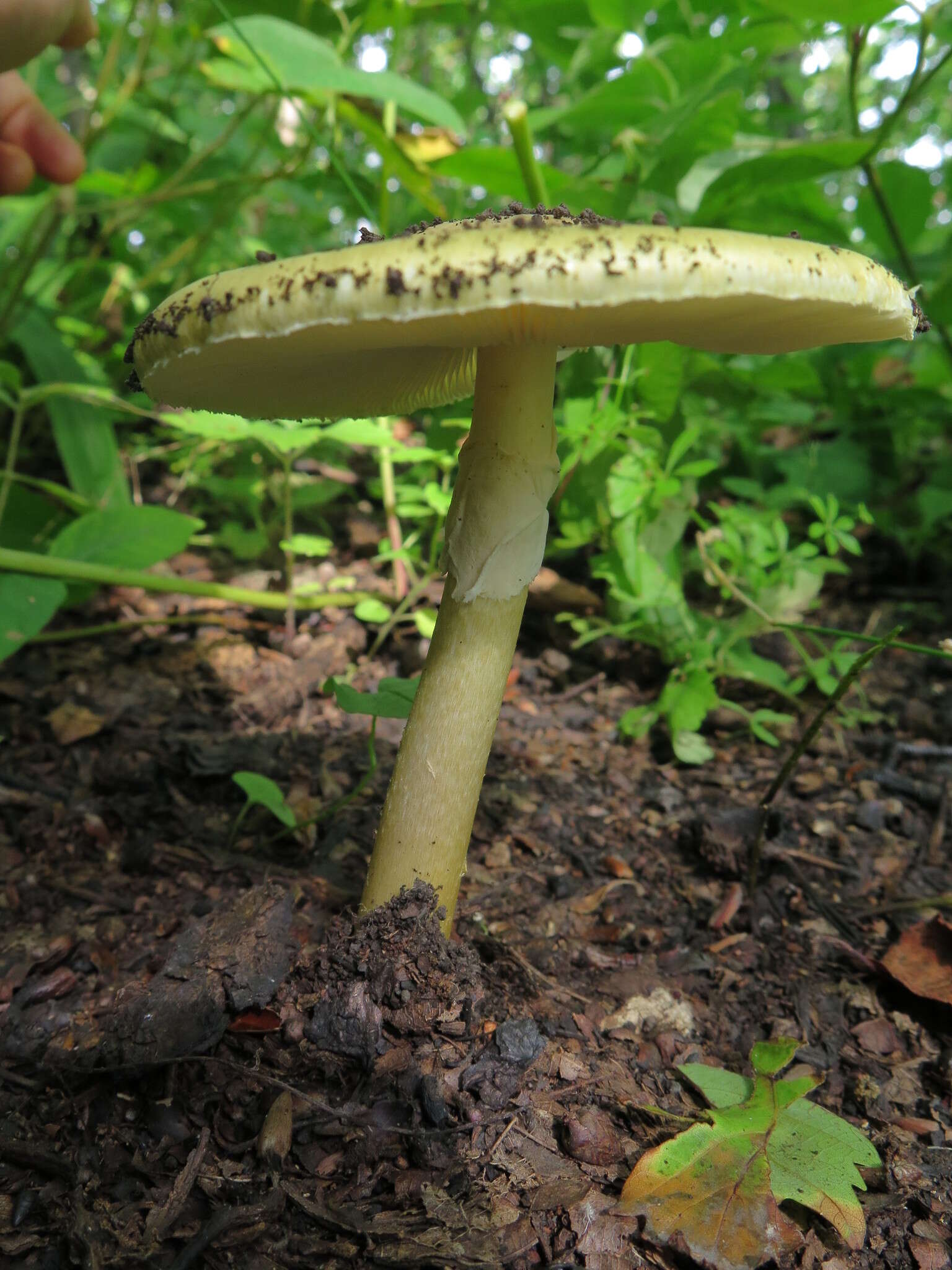 Image of Amanita subjunquillea S. Imai 1933