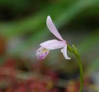 Image of snakemouth orchid