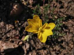 Image of Hypecoum procumbens subsp. procumbens