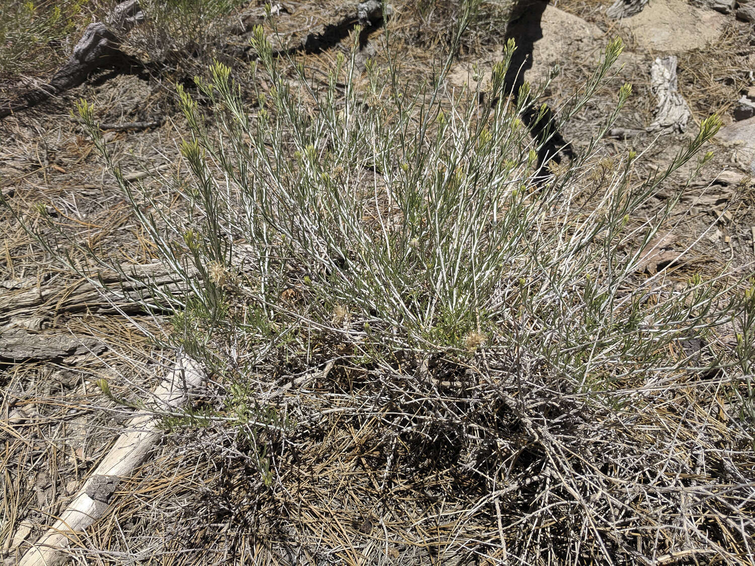 Image of Ericameria nauseosa var. bernardina (H. M. Hall) G. L. Nesom & G. I. Baird