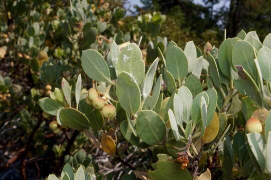 Image of Sonoma manzanita