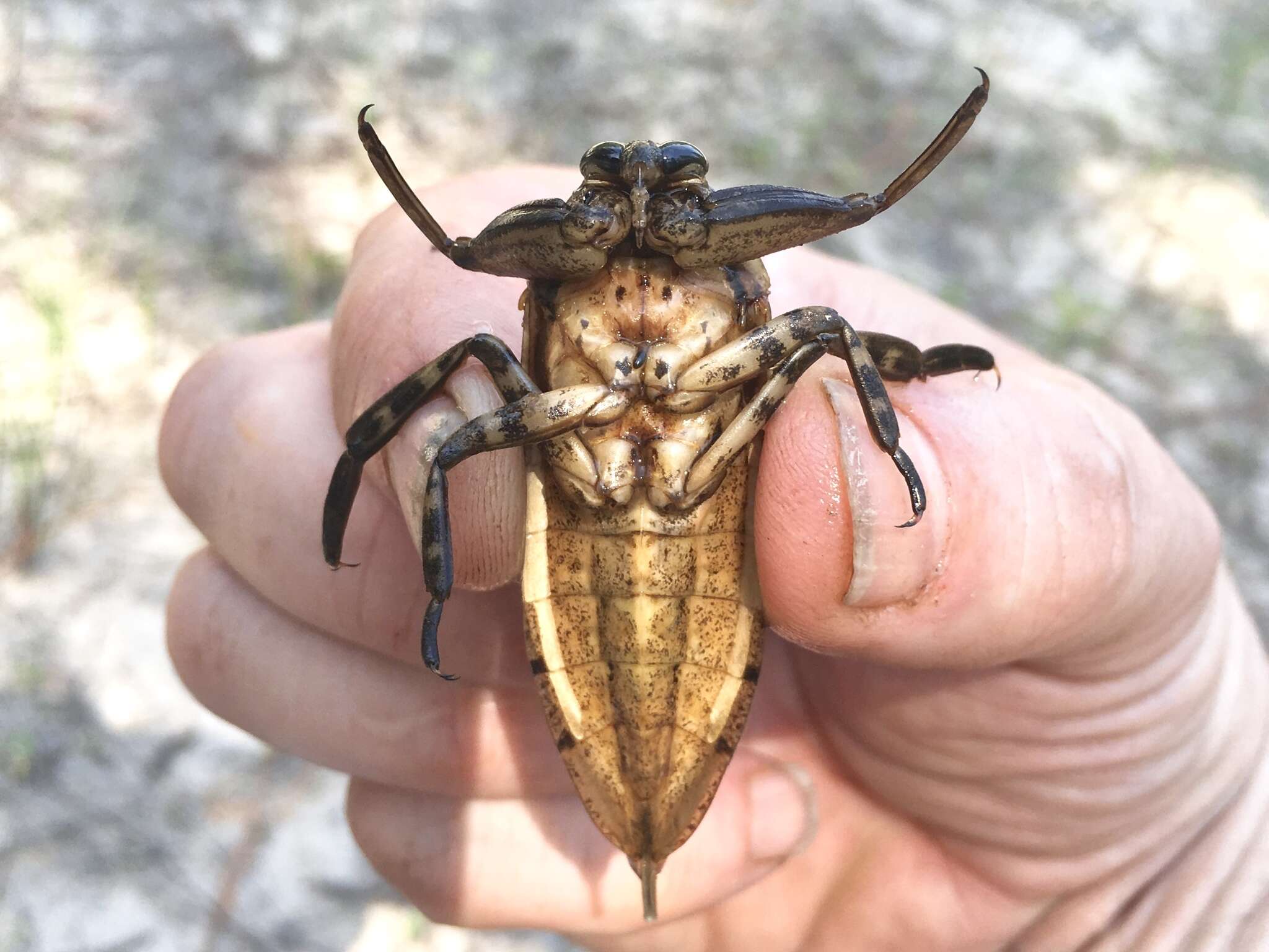 Image of Uhler's Water Bug