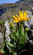 Image de Dimorphotheca chrysanthemifolia (Vent.) DC.