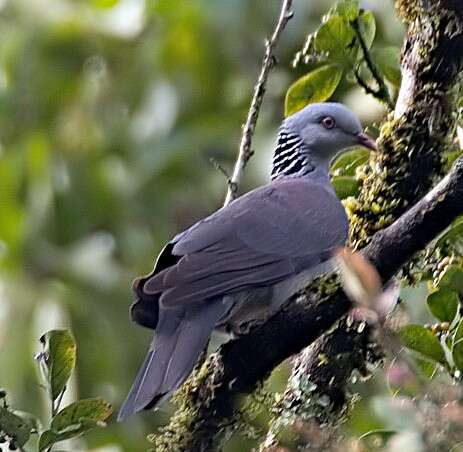 Image of Nilgiri Wood Pigeon