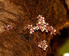 Image of Dendrobium turbinatum