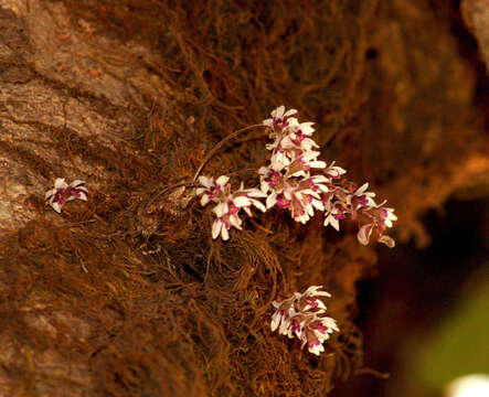 Image of Dendrobiinae