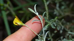 Image of Argyrolobium polyphyllum Eckl. & Zeyh.