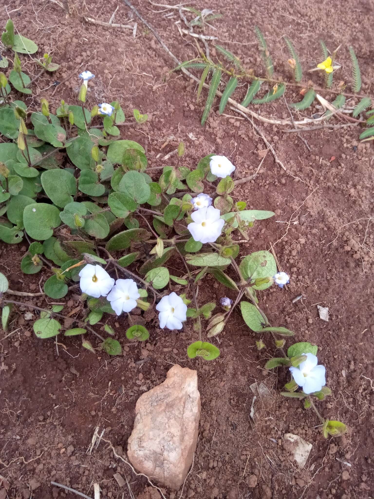 Image of Thunbergia cyanea Boj. ex Nees