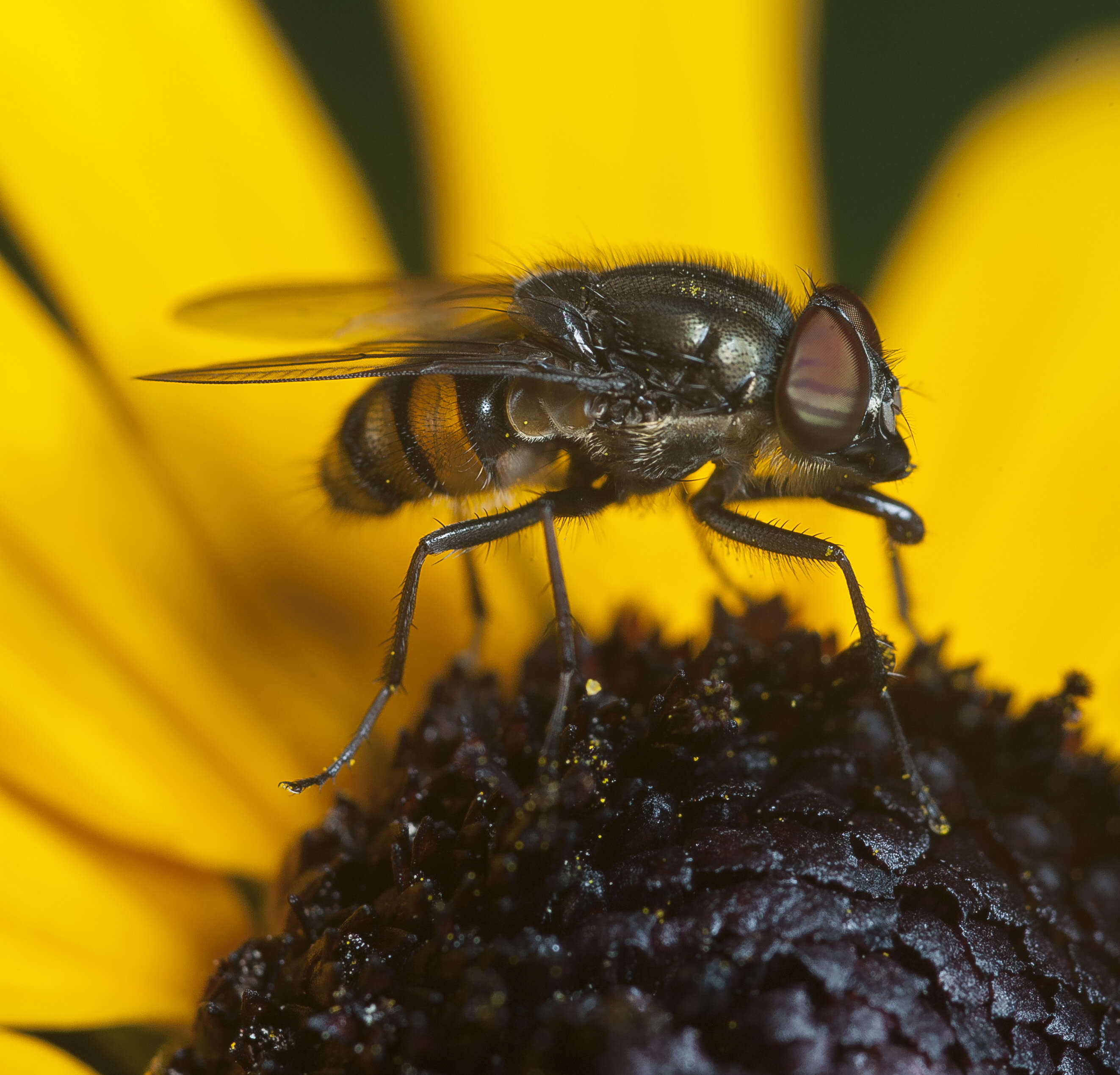 Stomorhina lunata (Fabricius 1805) resmi