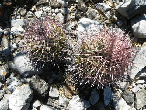 Image of Mammillaria carnea Zucc. ex Pfeiff.