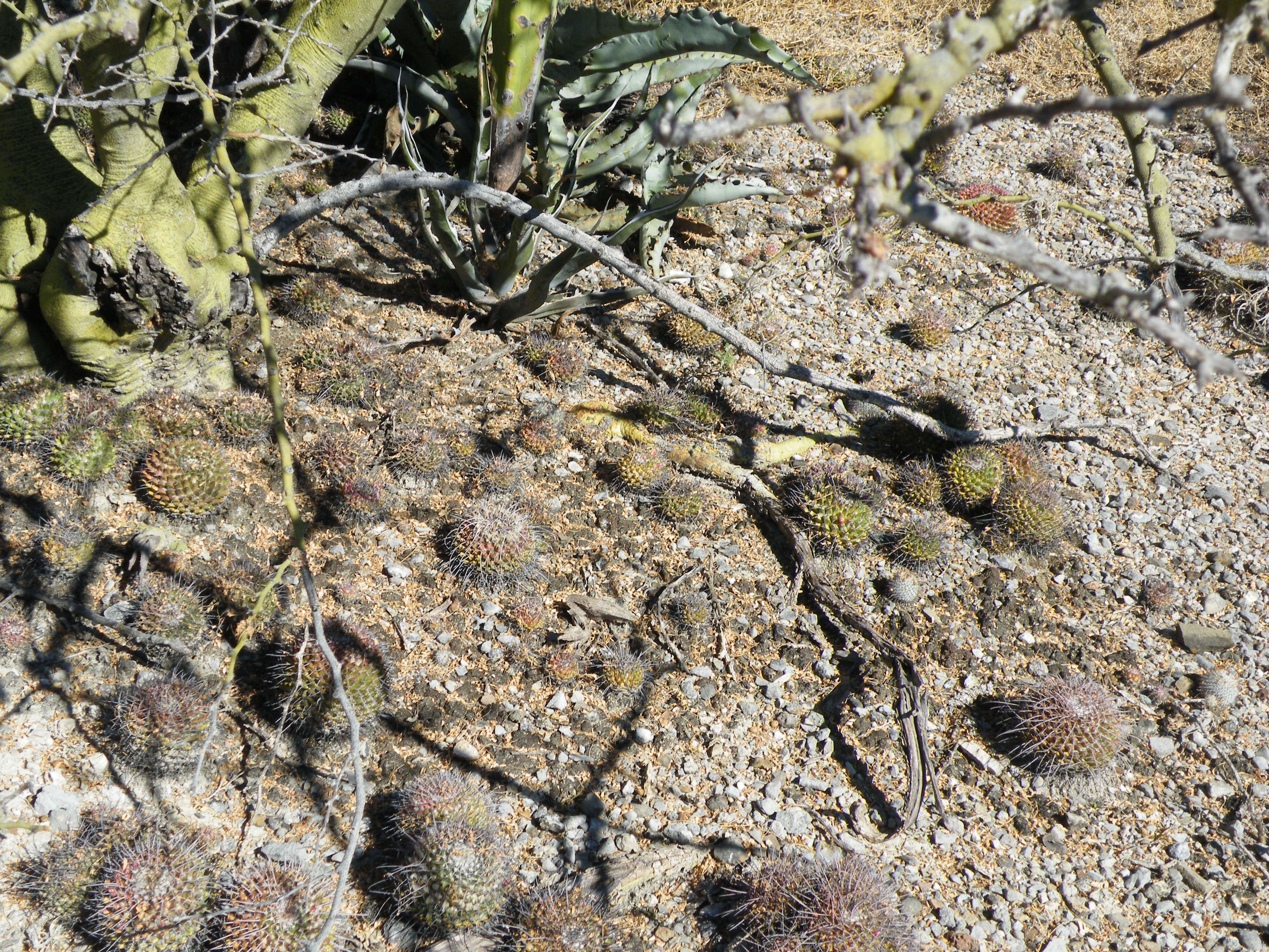 Image of Mammillaria carnea Zucc. ex Pfeiff.