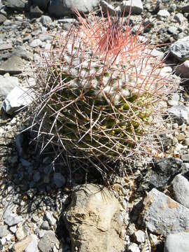 Image of Mammillaria carnea Zucc. ex Pfeiff.