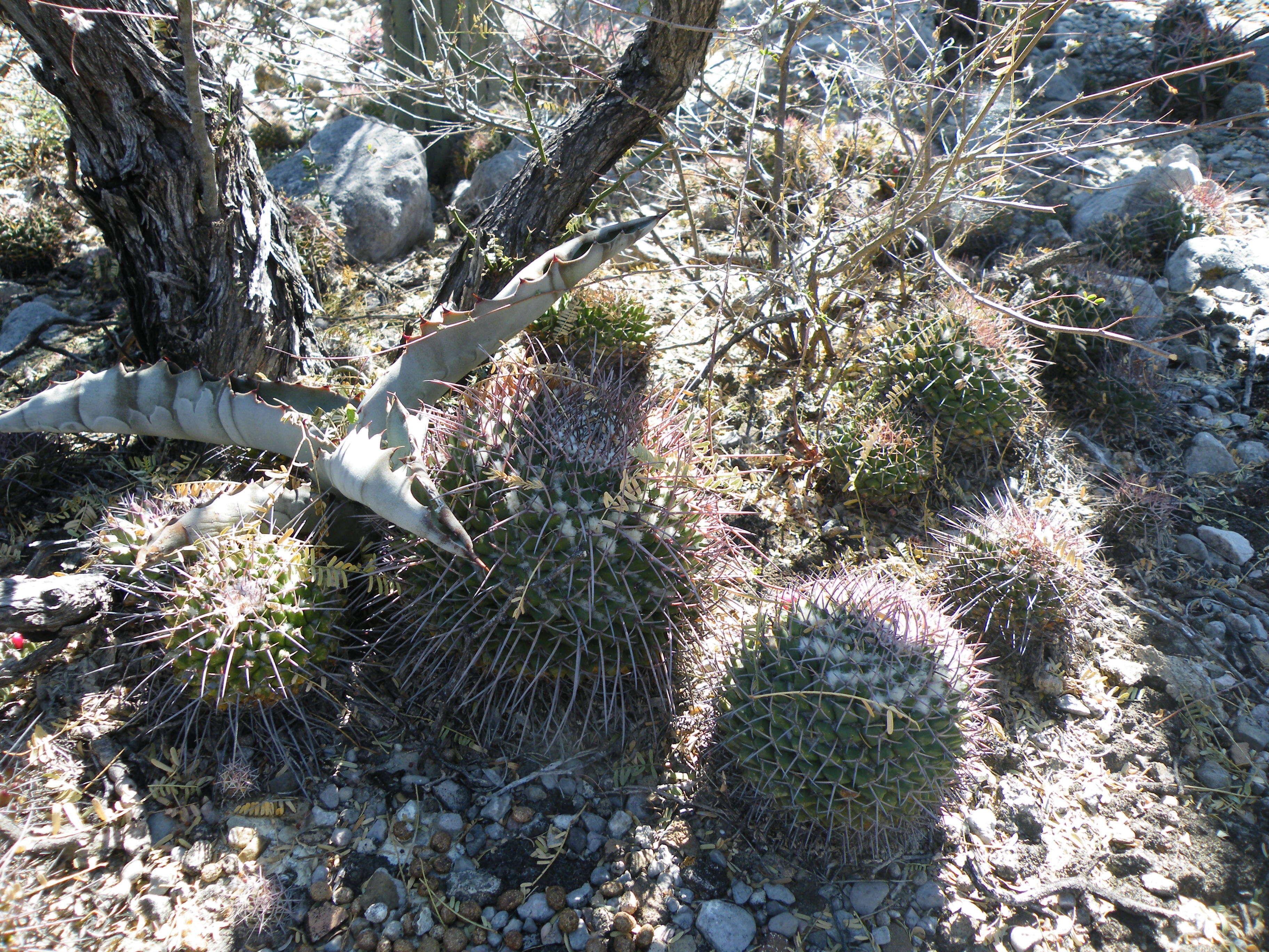 Image of Mammillaria carnea Zucc. ex Pfeiff.