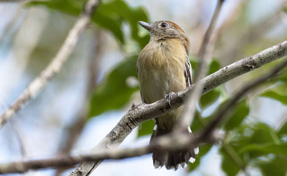 Image of Planalto Slaty Antshrike