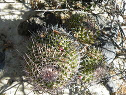 Image of Mammillaria carnea Zucc. ex Pfeiff.