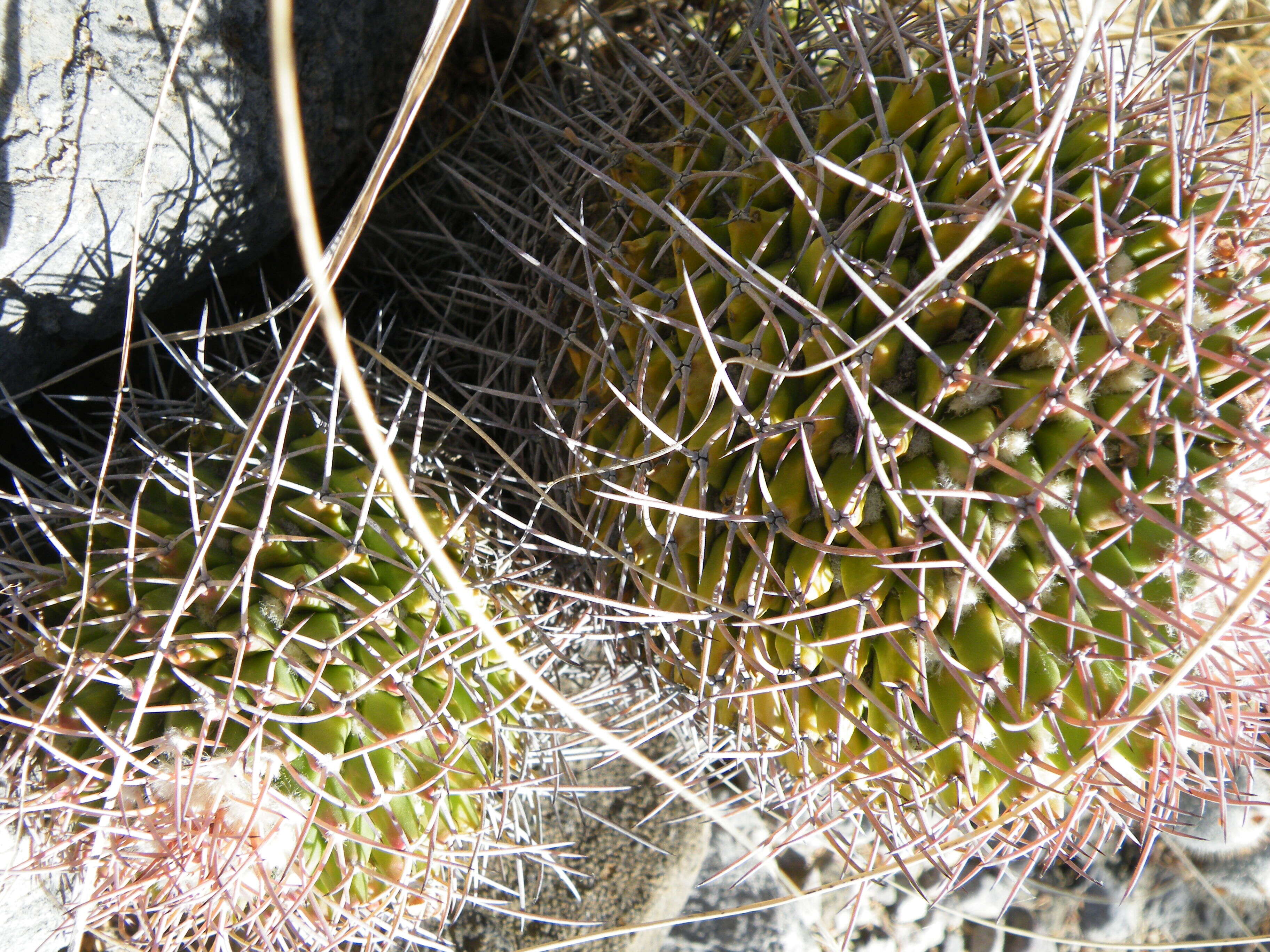 Image of Mammillaria carnea Zucc. ex Pfeiff.