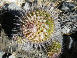 Image of Mammillaria carnea Zucc. ex Pfeiff.