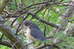 Image of Plumbeous-backed Thrush