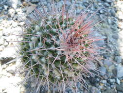 Image of Mammillaria carnea Zucc. ex Pfeiff.