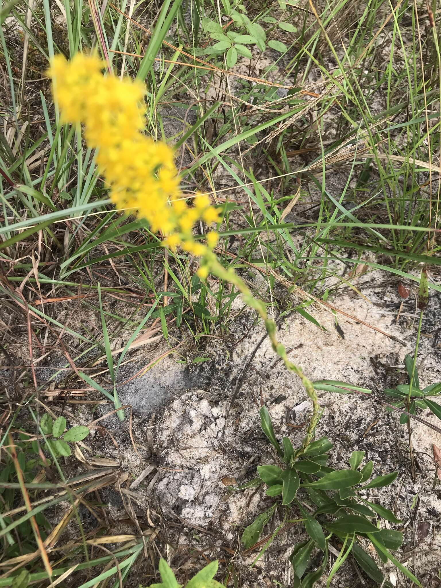 Plancia ëd <i>Solidago virgata</i>