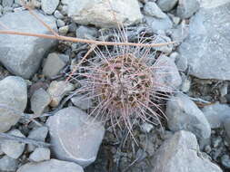 Image of Mammillaria carnea Zucc. ex Pfeiff.