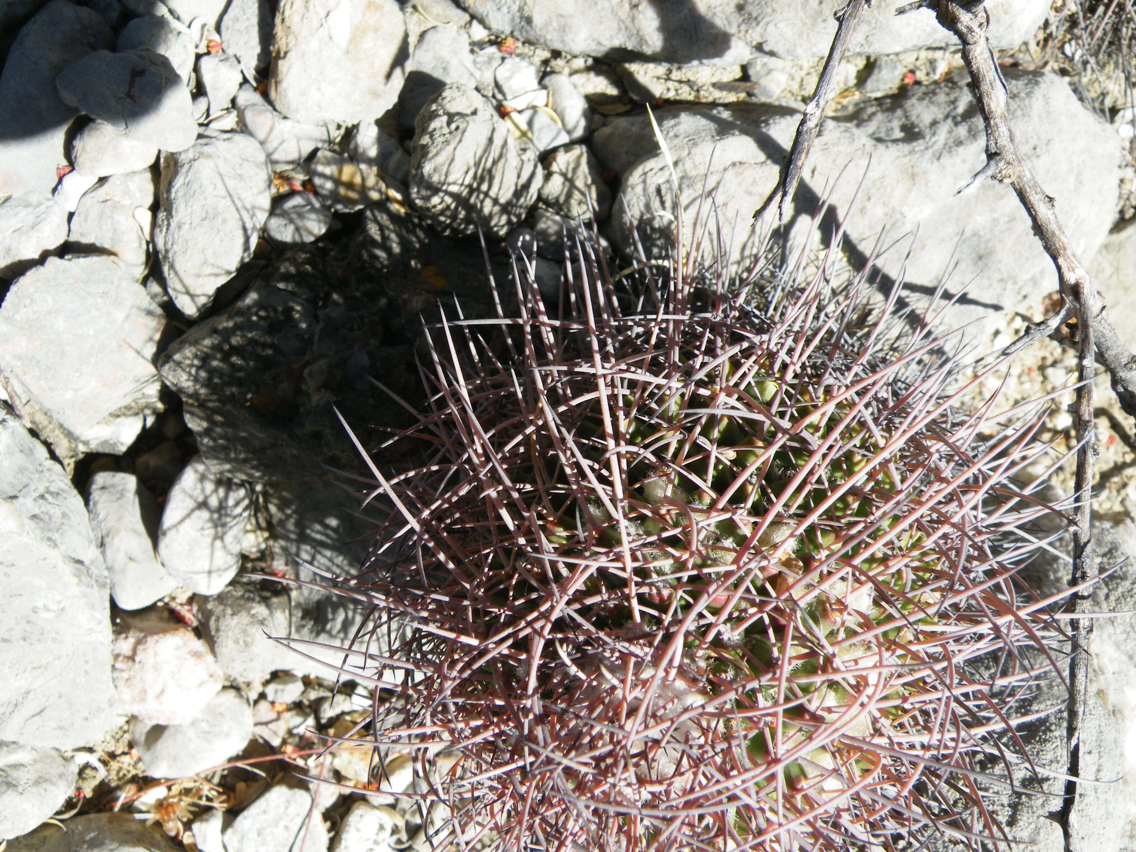 Image of Mammillaria carnea Zucc. ex Pfeiff.