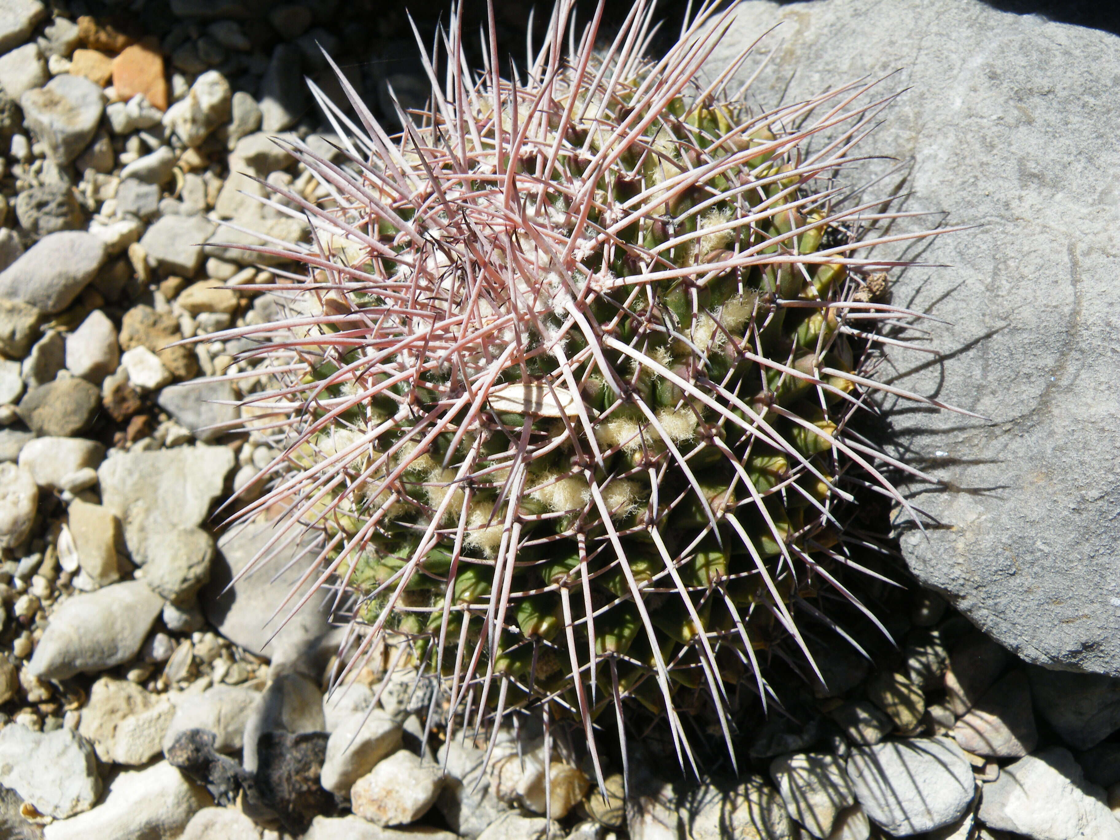 Image of Mammillaria carnea Zucc. ex Pfeiff.