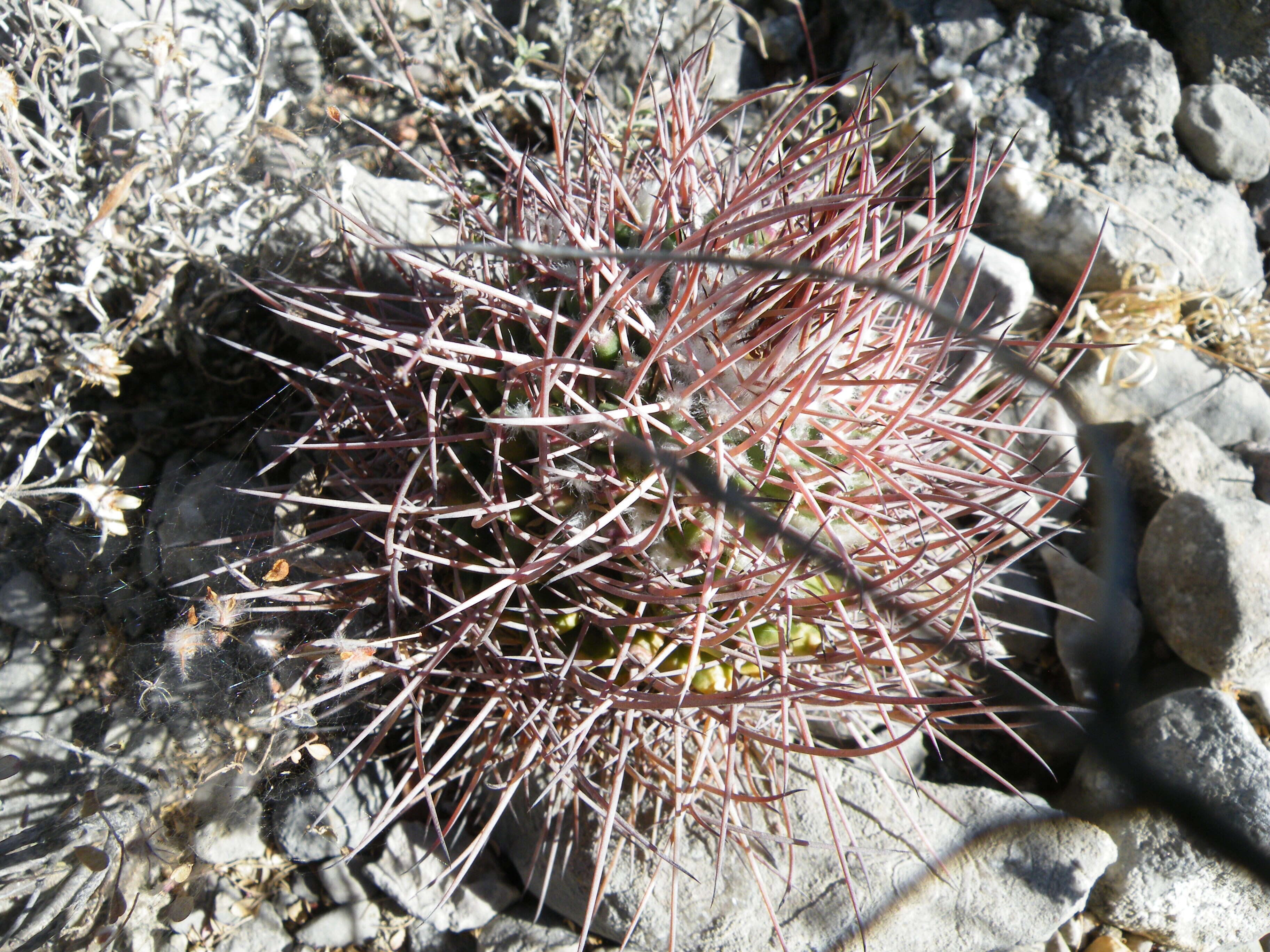 Image of Mammillaria carnea Zucc. ex Pfeiff.