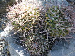 Image of Mammillaria carnea Zucc. ex Pfeiff.