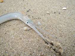 Image of Banded needlefish