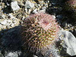 Image of Mammillaria carnea Zucc. ex Pfeiff.