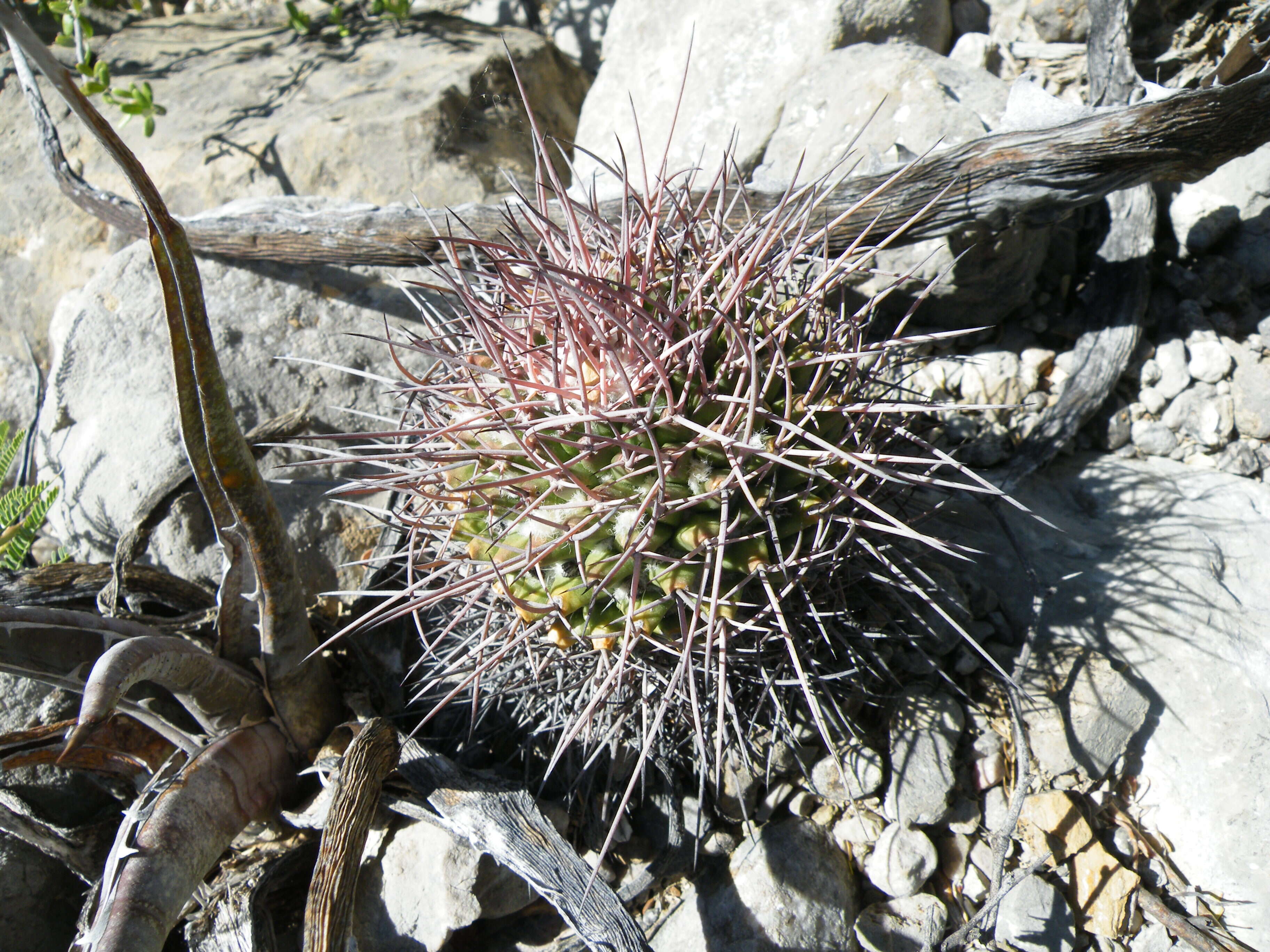 Image of Mammillaria carnea Zucc. ex Pfeiff.