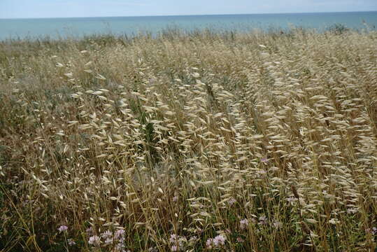 صورة Avena sterilis subsp. ludoviciana (Durieu) Gillet & Magne